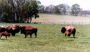 Buffalo Crossing